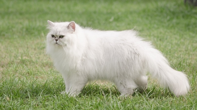 在草地上走动的白色的波斯猫