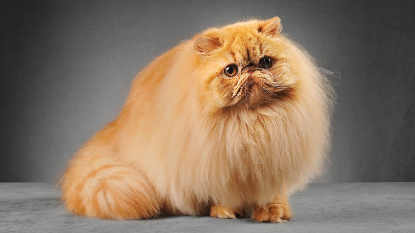 毛发长长的橘色的波斯猫