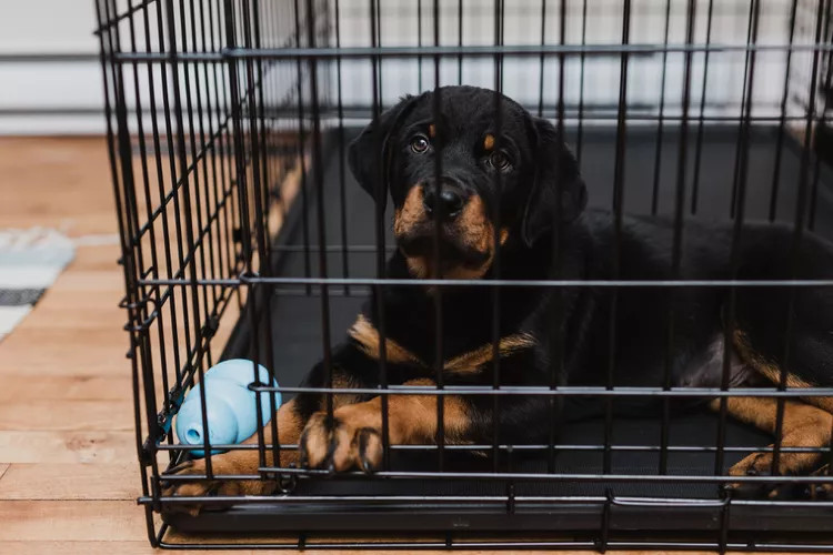 关在笼子里的幼犬