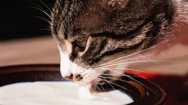 小猫喝牛奶