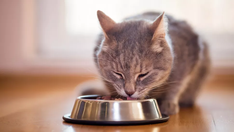 猫胃部不适