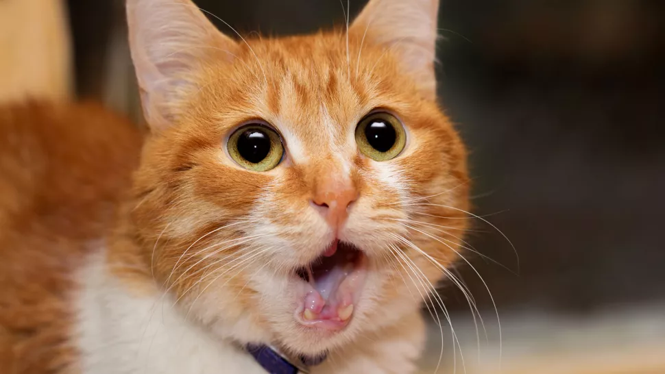 猫打嗝