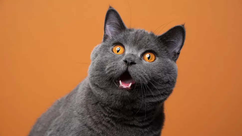 猫打嗝