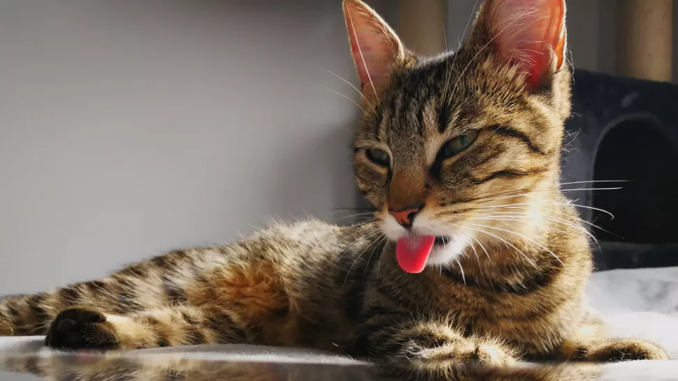 猫打嗝