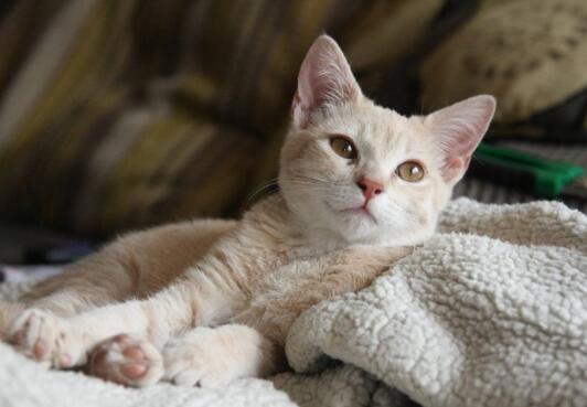 猫中关于FIV的常见问题