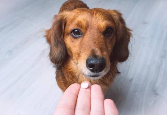 犬用强的松的最新研究进展