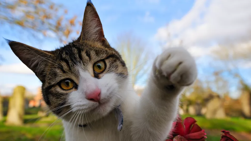猫失踪了怎么办