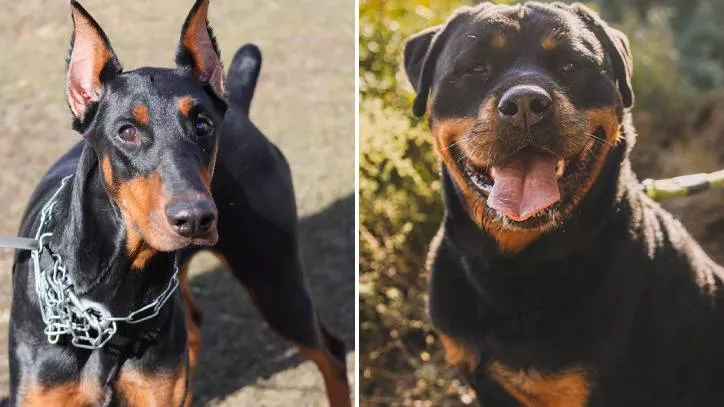 杜宾犬 vs 罗威纳犬