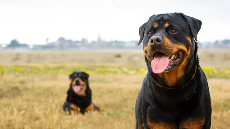 草地上的两只罗威纳犬
