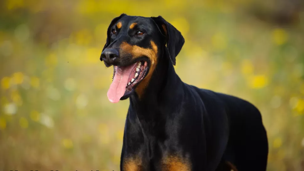 在草地上吐着舌头的罗威纳犬