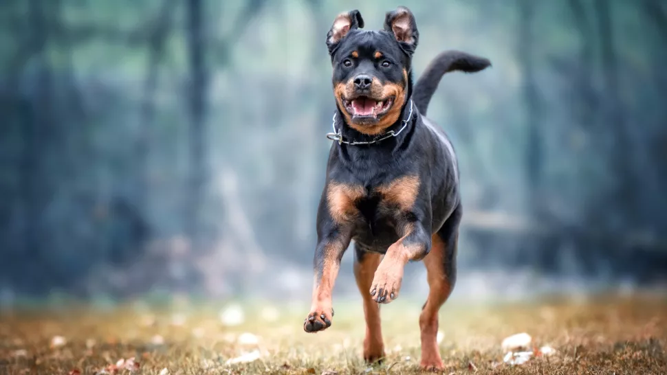 跑步中的罗威纳犬