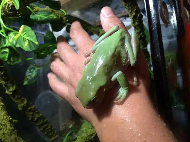 糯猴树蛙
