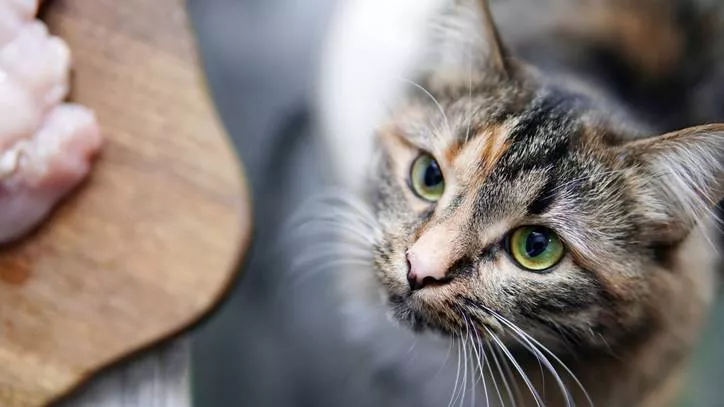 猫粮制作工艺流程