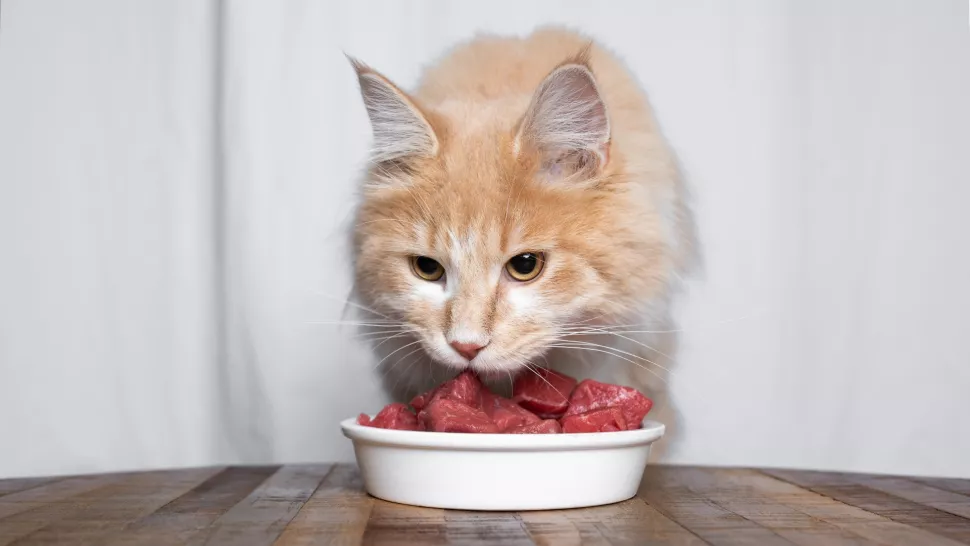 猫粮制作工艺流程