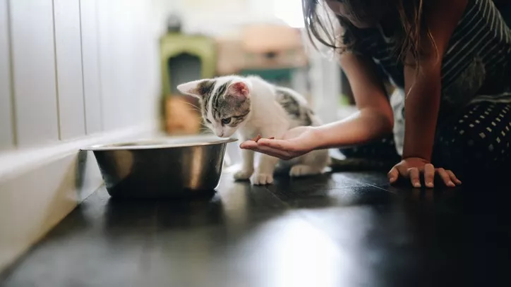 宠物猫