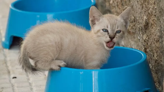 宠物猫