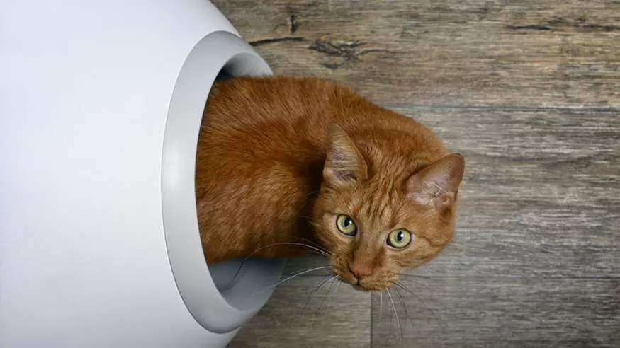 猫粪便