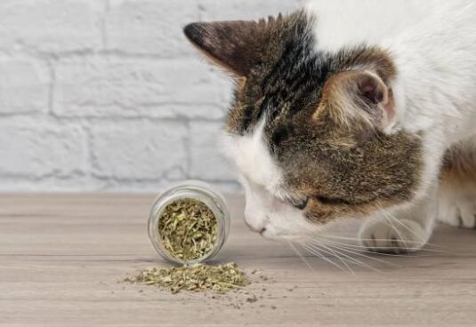 猫薄荷对猫有什么影响?