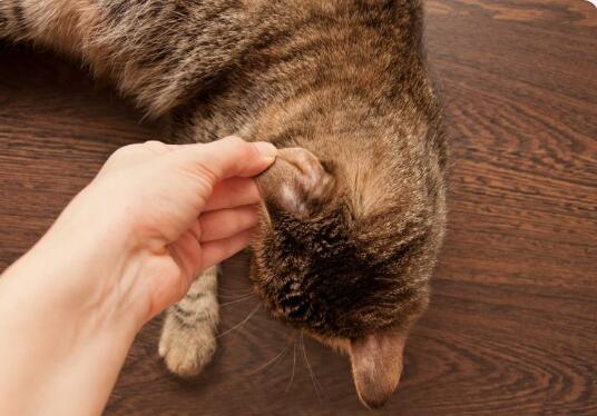 什么是猫癣?猫癣有什么症状?