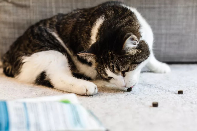 正在沙发上吃东西的猫 