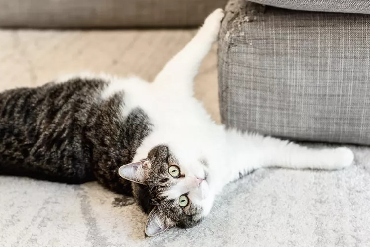 沙发上一只懒散的猫