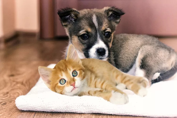 小猫和小狗愉快的在一起睡觉