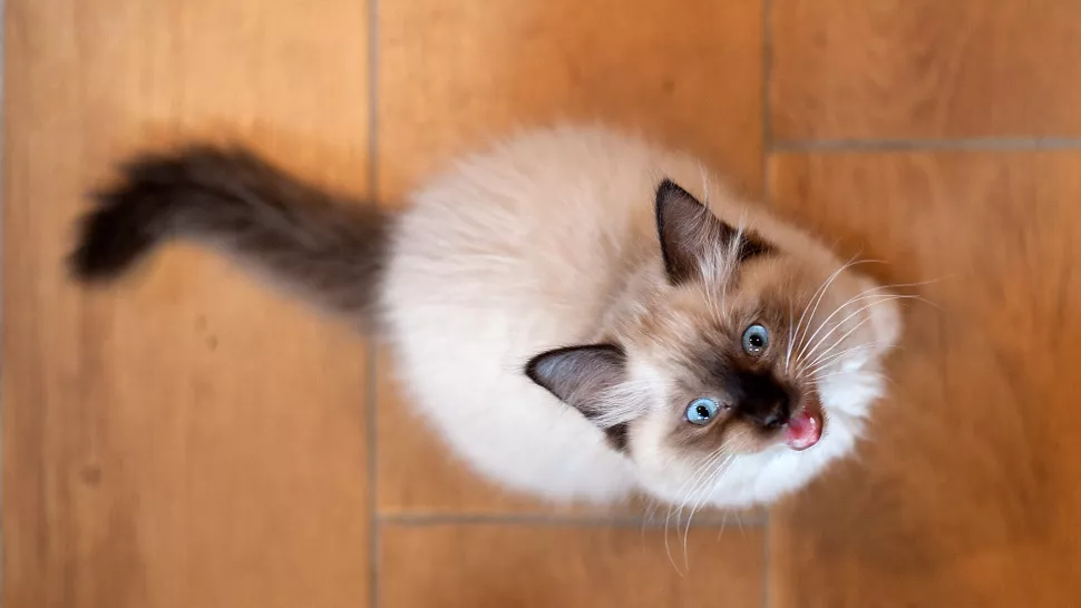 猫咪夜里一直叫怎么办