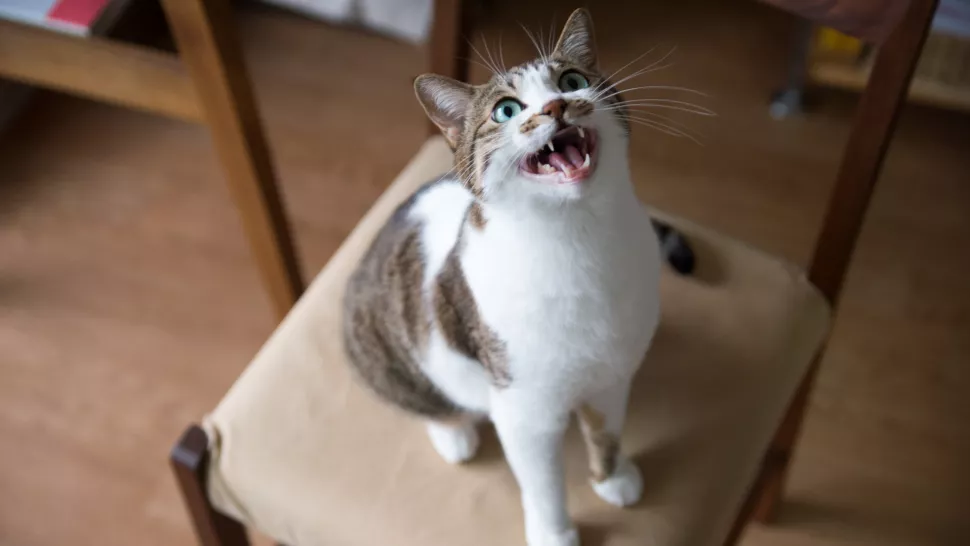 猫咪夜里一直叫怎么办