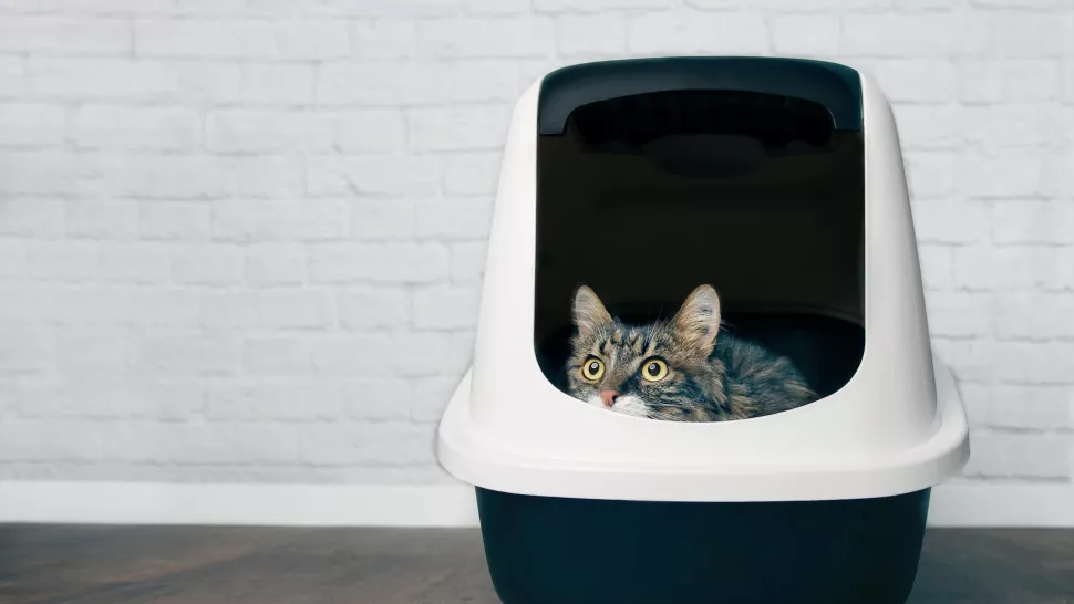 猫为什么放屁