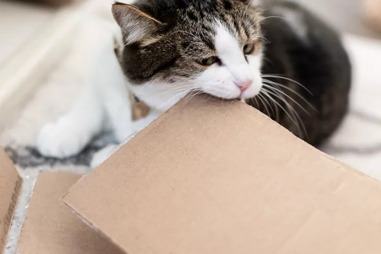 白色和棕色猫正在咀嚼纸板的角落