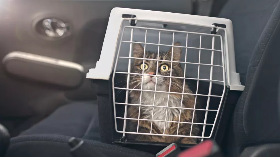 猫讨厌什么