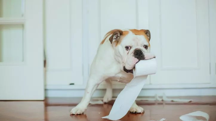 狗
