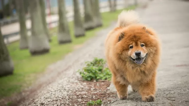 狗