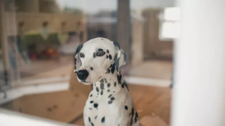 狗
