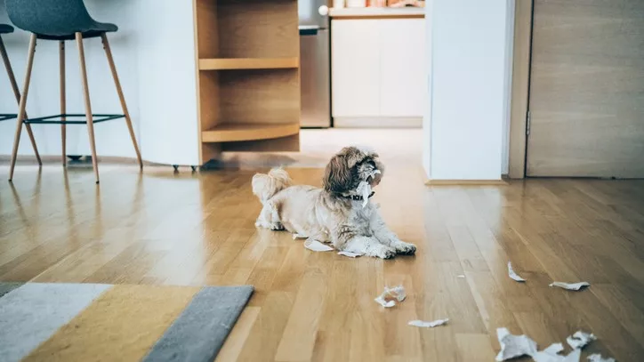 狗
