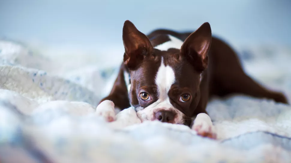 斗牛犬
