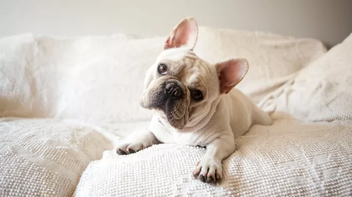 斗牛犬