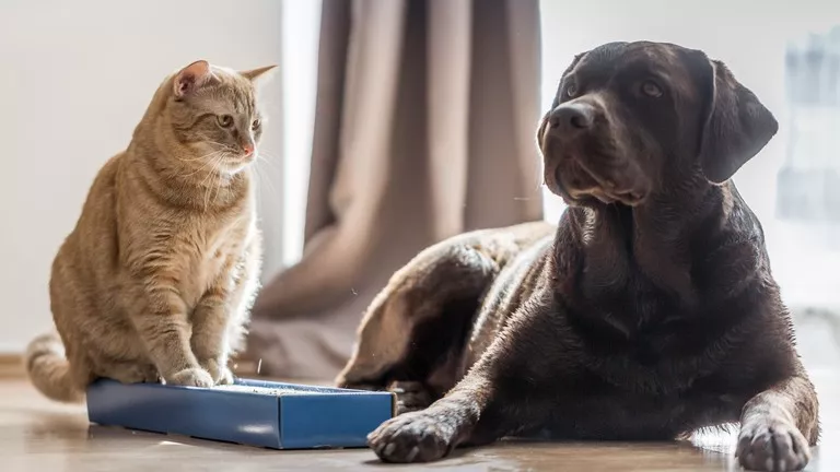 橘色猫咪与黑色的拉布拉多犬