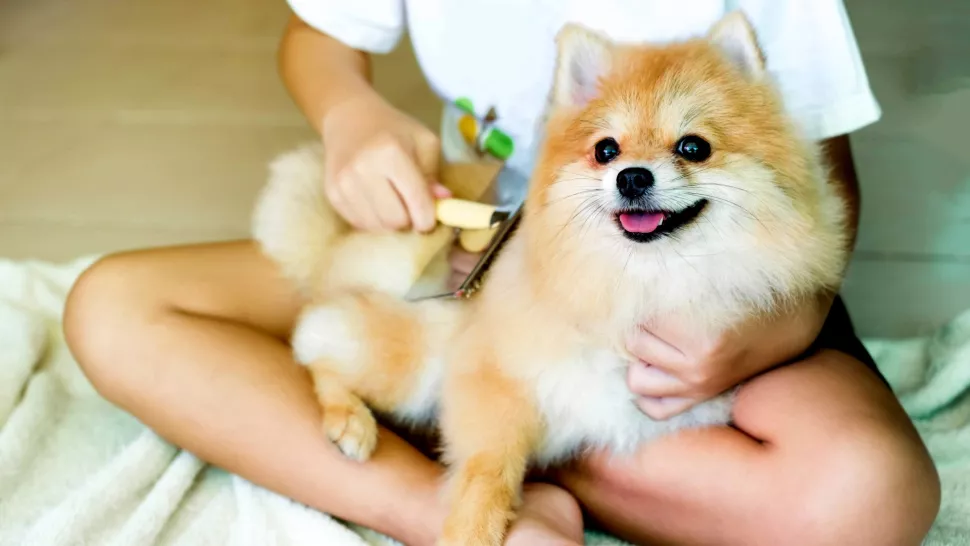 如何处理乱蓬蓬的狗毛