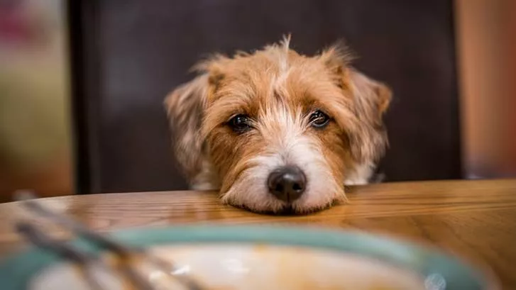 如何阻止狗乞食