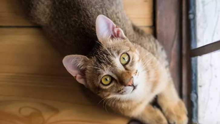 猫
