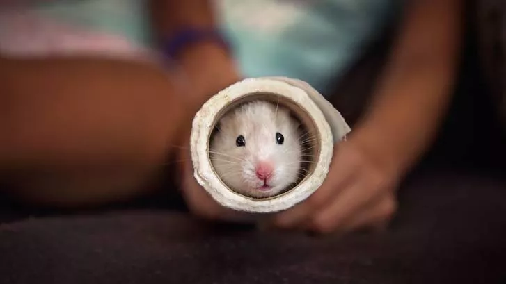 仓鼠