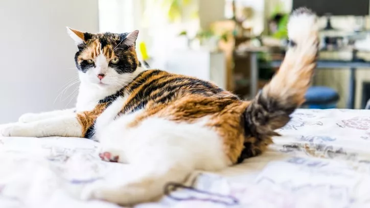 猫摇尾巴是好是坏