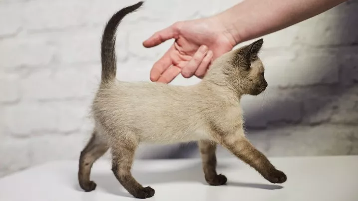 猫摇尾巴是好是坏