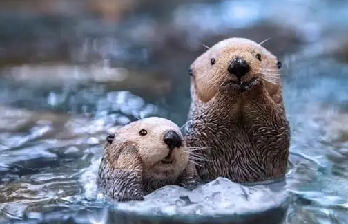 水中两只可爱的小水獭
