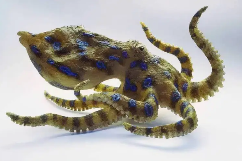 蓝环章鱼