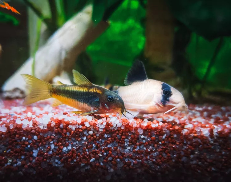 在鱼缸底部觅食的鼠鱼