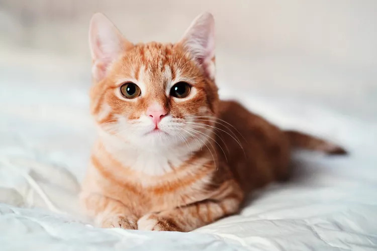 短毛虎斑猫以轻松的姿势坐在沙发上