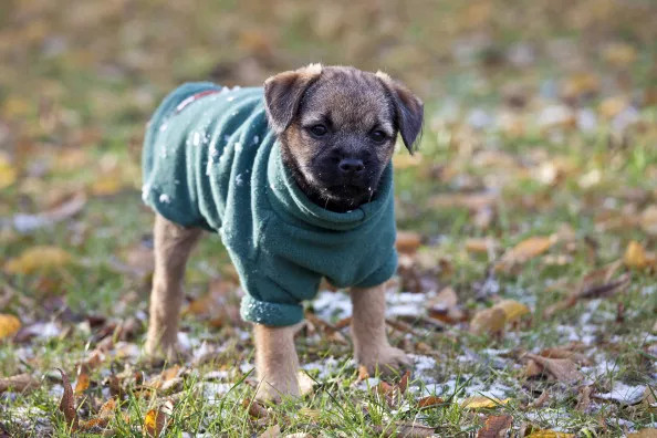 穿着衣服的边境梗幼犬