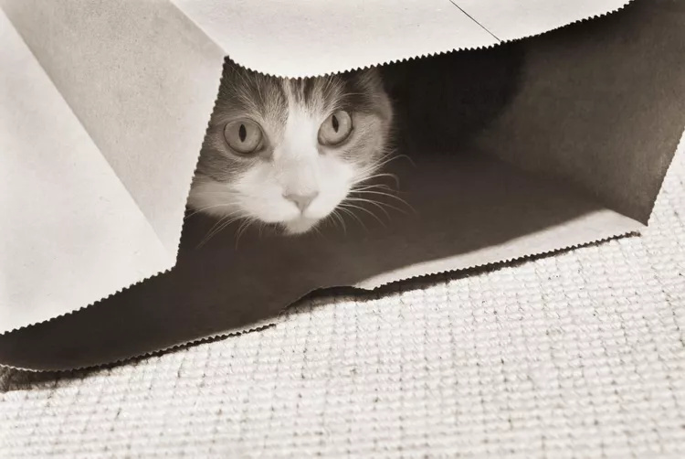 一只胆小的猫正在被训练
